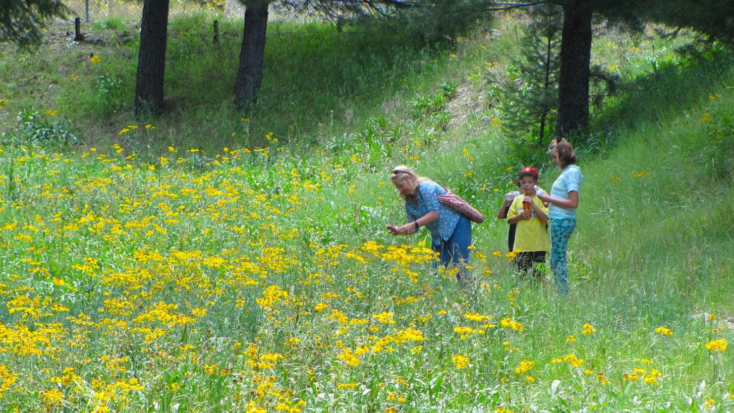 Hundreds of butterflies add a dash of color to Tucson's Catalina Mountains
